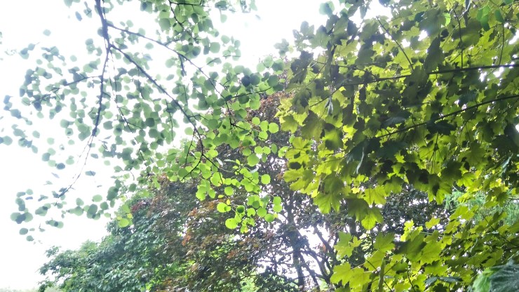 Falling Out the Right&nbsp;Tree